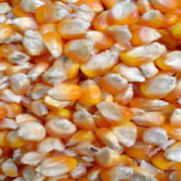 Bắp hạt