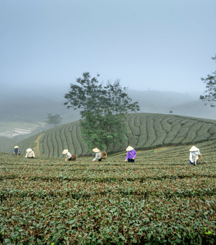 CÔNG TY CỔ PHẦN VẬT TƯ NÔNG NGHIỆP| ĐỒNG NAI (DOCAM)